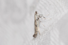 Caloptilia populetorum