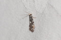 Nemapogon granella