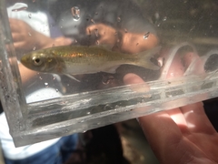 Richardsonius balteatus