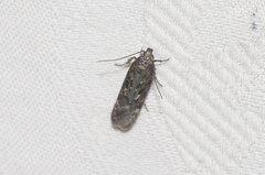 Chionodes thoraceochrella