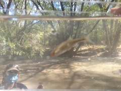 Richardsonius balteatus