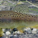 Apache Trout - Photo U.S. Fish and Wildlife Service Headquarters, no known copyright restrictions (public domain)