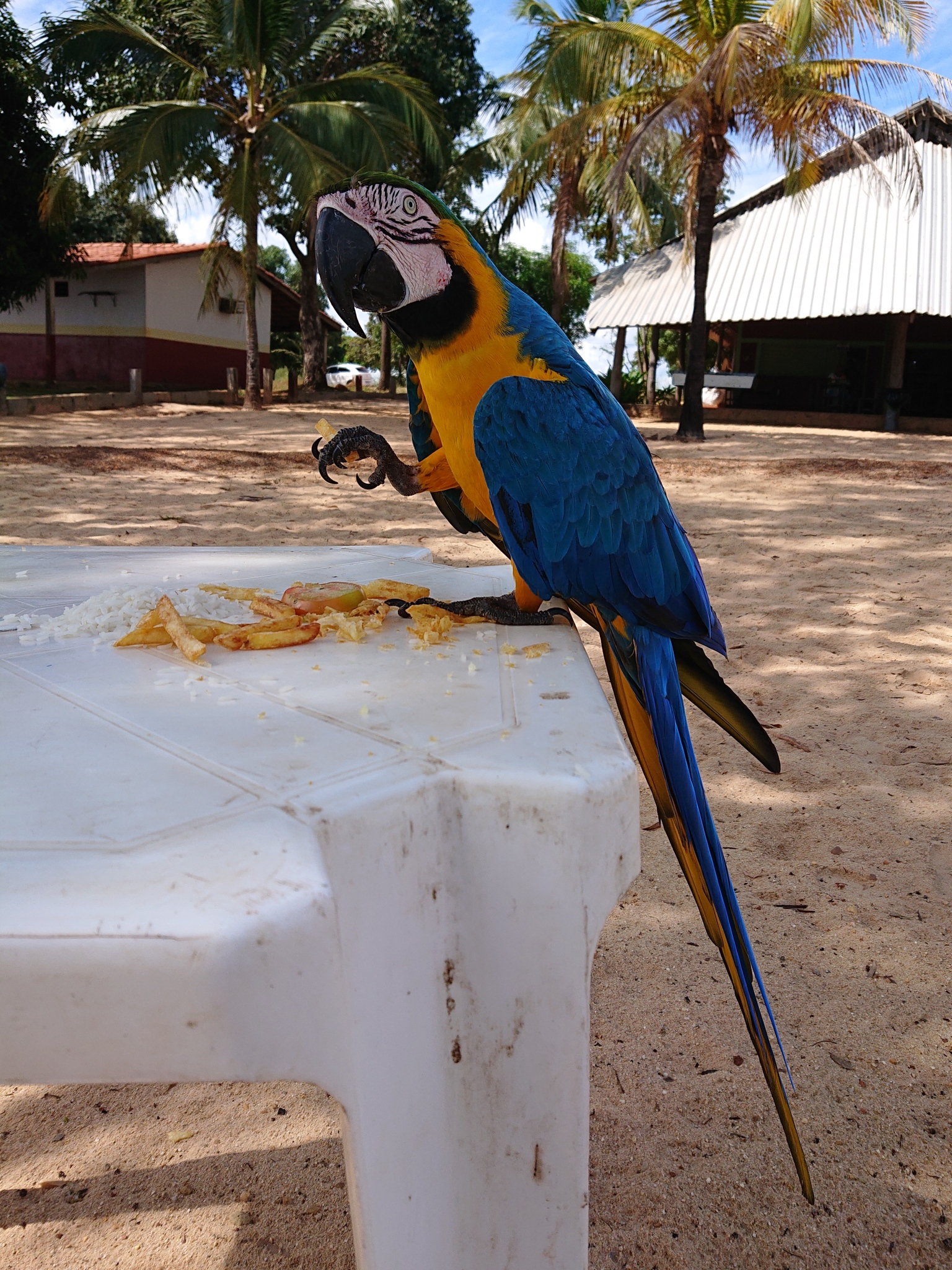 Blue-and-yellow Macaw