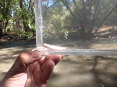 Richardsonius balteatus