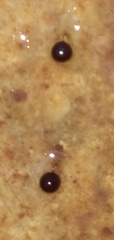 Dendrocoelidae