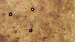 Dendrocoelidae