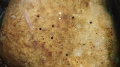 Dendrocoelidae