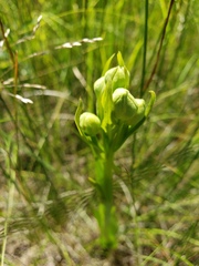 Platanthera praeclara