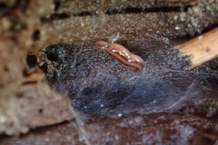 Argonemertes dendyi