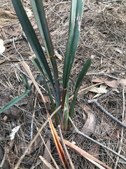Dianella prunina