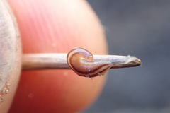 Argonemertes dendyi