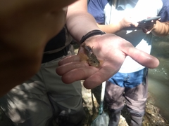 Cottus beldingii