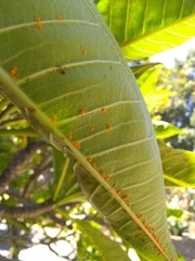 Coleosporium plumeriae