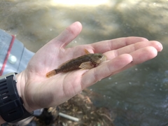 Cottus beldingii