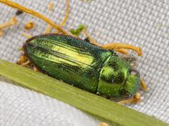 Melobasis obscurella