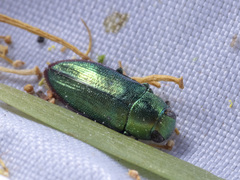 Melobasis obscurella