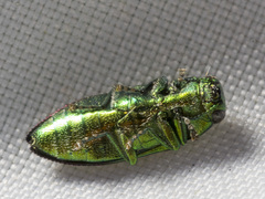 Melobasis obscurella