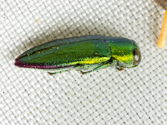 Melobasis obscurella