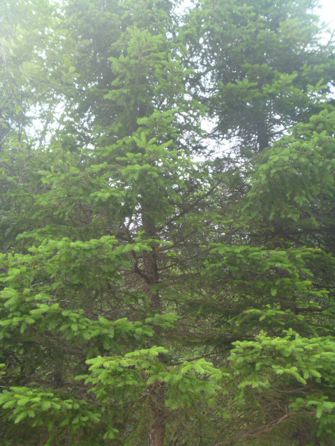 Korean spruce