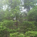 Picea koraiensis - Photo (c) Bruce Calvert,  זכויות יוצרים חלקיות (CC BY), הועלה על ידי Bruce Calvert