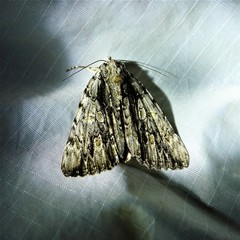 Catocala coccinata