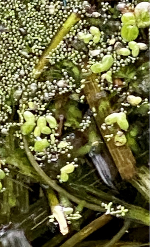 Spirodela polyrhiza