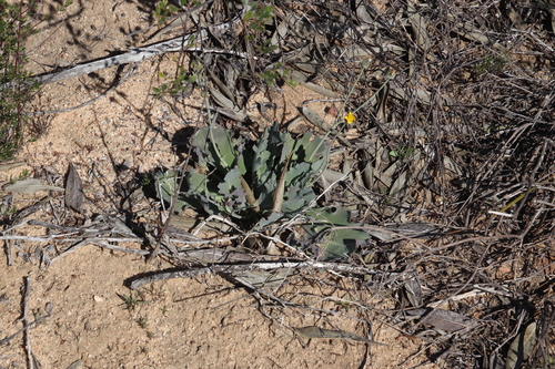 Image of Othonna petiolaris by (c) Tony Rebelo, some rights reserved (CC BY-SA)