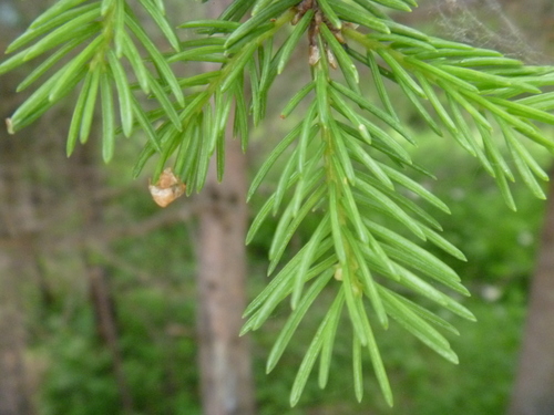 Korean spruce