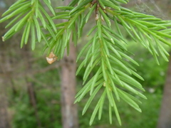 Picea koraiensis