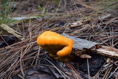 Fungi