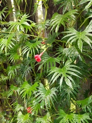 Ipomoea × multifida