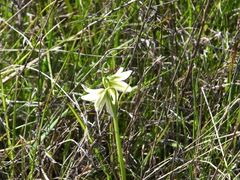 Fritillaria liliacea