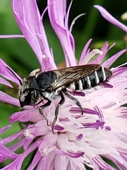 Megachile apicalis