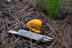 Fungi