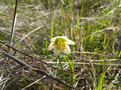 Fritillaria liliacea
