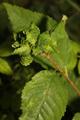 Myzus cerasi