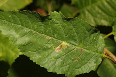 Phyllonorycter cerasicolella