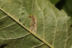 Phyllonorycter cerasicolella