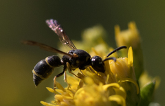Parancistrocerus pensylvanicus