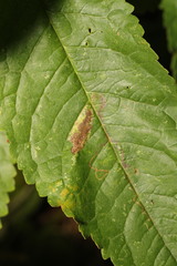 Phyllonorycter cerasicolella