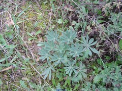 Lupinus micranthus