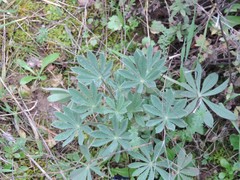 Lupinus micranthus
