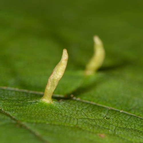 Maple Spindle Gall Mite