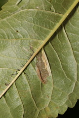 Phyllonorycter cerasicolella