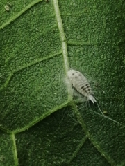 Insecta