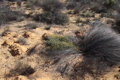 Rafnia diffusa
