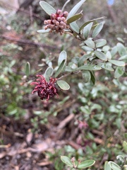 Grevillea evansiana