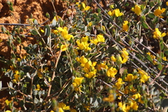 Rafnia diffusa
