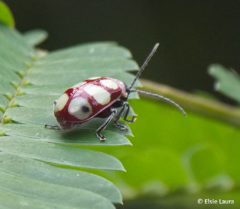 Omophoita sexnotata