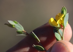 Rafnia diffusa